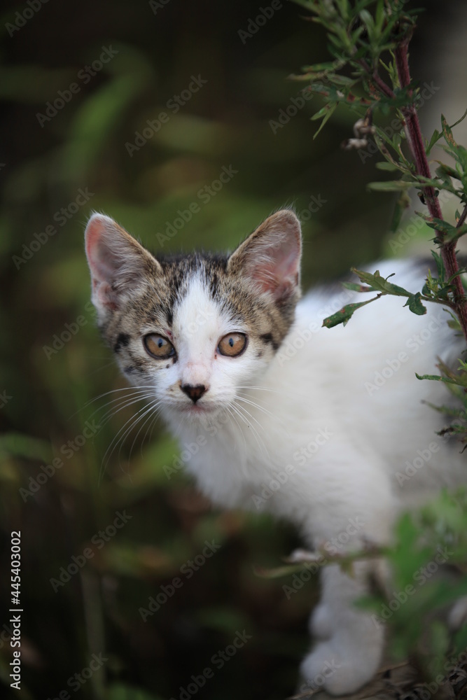 cat on the grass cat on the grass