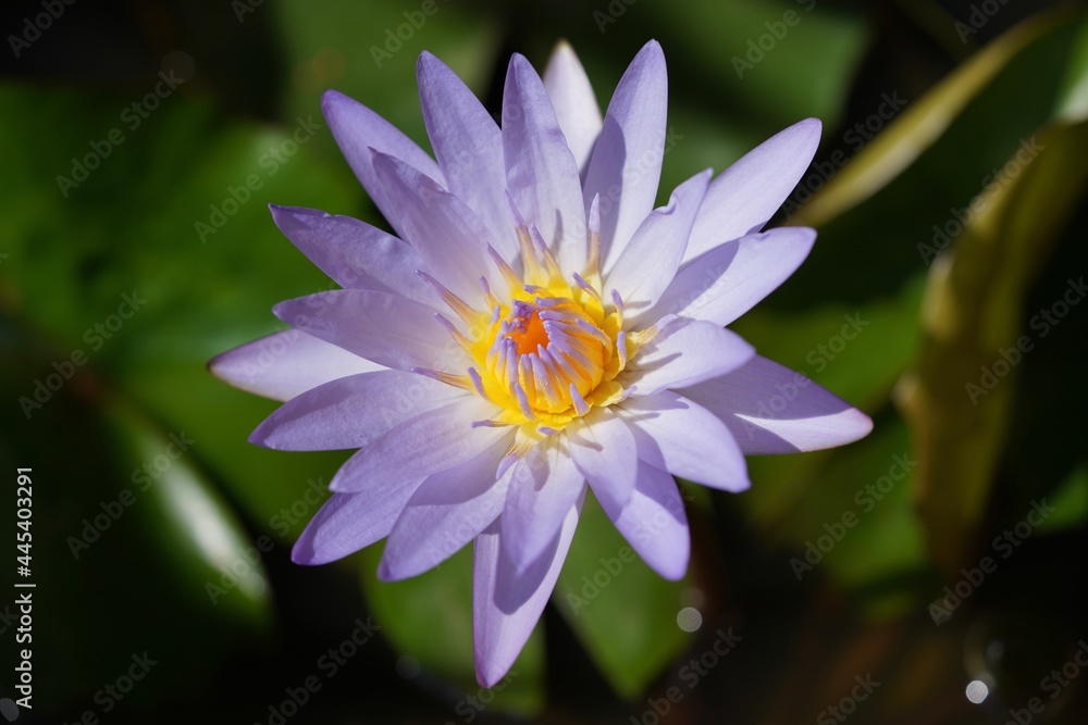 Close up on lotus flower in the pond Close up on lotus flower in the pond