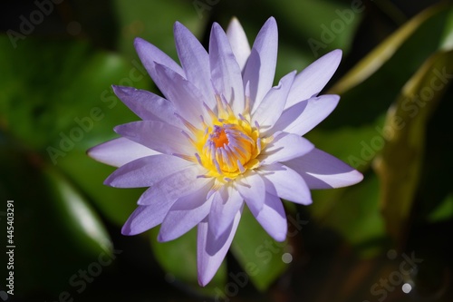 Close up on lotus flower in the pond
