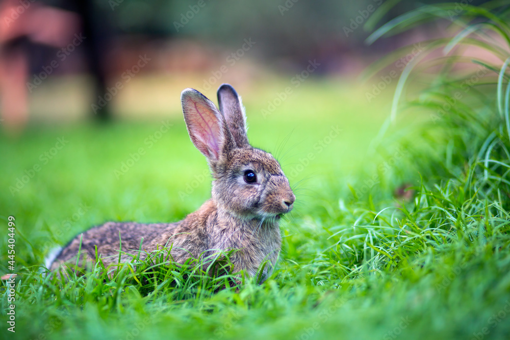 Rabbit lying in grass at the monastery on Lokrum island near Dubrovnik in Croatia. Rabbit lying in grass at the monastery on Lokrum island near Dubrovnik in Croatia.