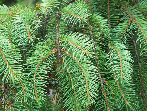 Needles of a green pine tree closeup