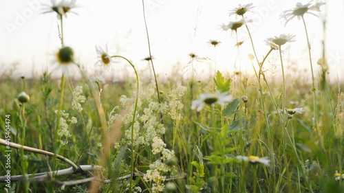 Wildflowers. Daisies in the meadow. White daisies in a flower bed. Beautiful flowers on the lawn. Close up