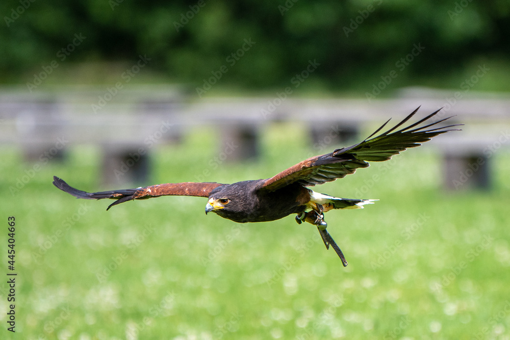 Obraz premium Bussard im Flug