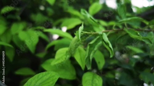 Wallpaper Mural Close up of blurred receding background of green young beautiful leaves on branches as a backdrop. Nature flora and eco concept with copy space Torontodigital.ca