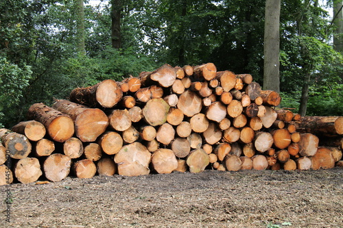 A Wood Pile Stack of Freshly Sawn Forestry Logs.