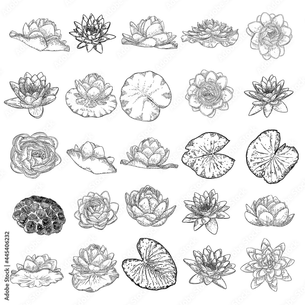 Set of lotus drawings. Various view of water lily blooming heads and leafs. Flowers buds in hand drawn floral style. Wild pond lotus floral design elements for spiritual body and mind visuals. Vector.
