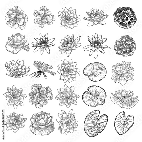 Set of lotuses, line art stylized. Collection of lotus flowers blooms. Black white, hand drawn isolated water pond lily floral. Body and mind designs elements. Vector.