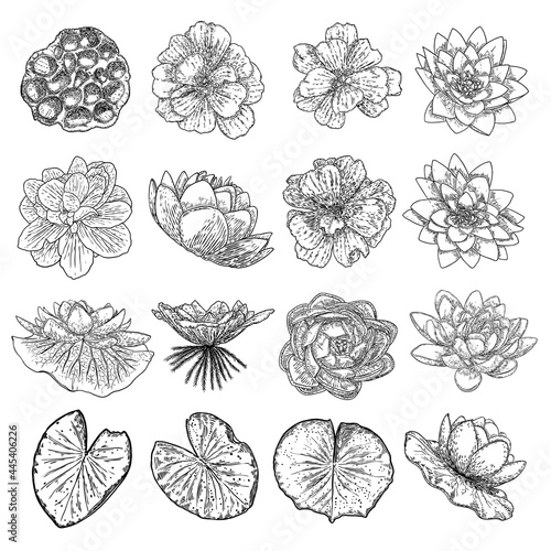 Lotus flowers and leaves set. Sketched floral botany of water lilies. Indian religion symbol of purity and enlightenment. Black white, hand drawn isolated water pond lily floral. Vector.