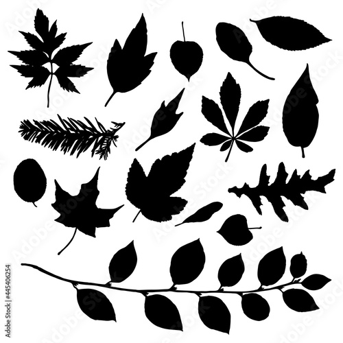 Leaf silhouette collection, foliage set. Domestic spring leaves, botanical illustration of hand drawing elements made of real live forest and home plants. Vector.