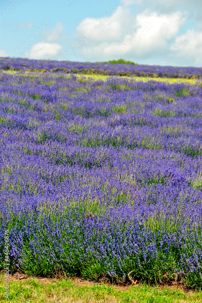 Obraz premium Lavender Field Summer Flowers Cotwolds Gloucestershire England