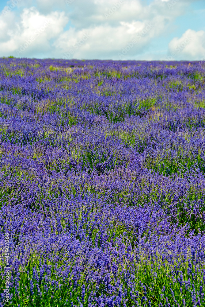 Naklejka premium Lavender Field Summer Flowers Cotwolds Gloucestershire England