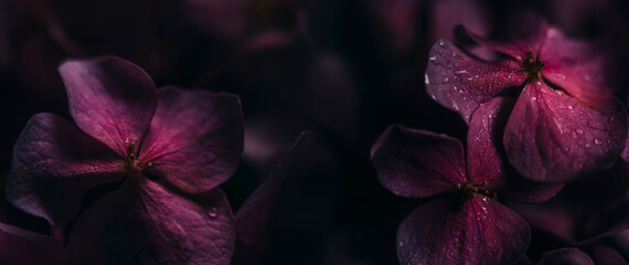 Closeup of purple hyrangea flower with water drops in garden. Macro dark pink hortensia with bokeh background wallpaper. Classy bridal and valentine decor bouquet.
