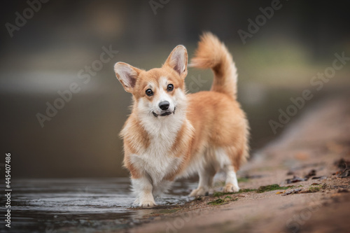 A funny red welsh corgi pembroke puppy standing on the shore of the lake against the backdrop of a foggy autumn landscape. Circles on the water