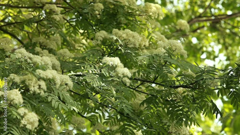 rowan, during flowering in spring, exudes an incredible aroma rowan, during flowering in spring, exudes an incredible aroma