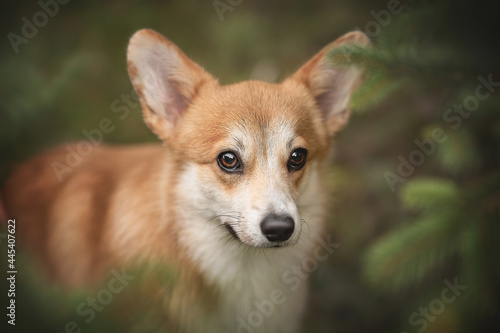 Close-up portrait of a cute red welsh corgi pembroke puppy with big eyes among juicy green spruce branches