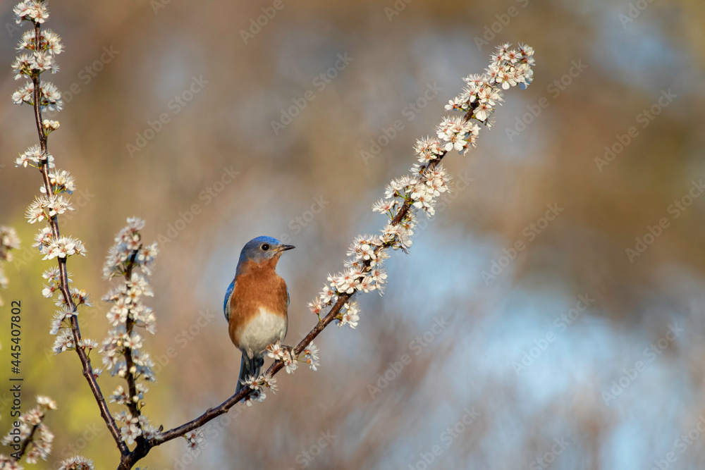 Fototapeta premium Eastern Bluebird perched on flowering Mexican Plum Tree