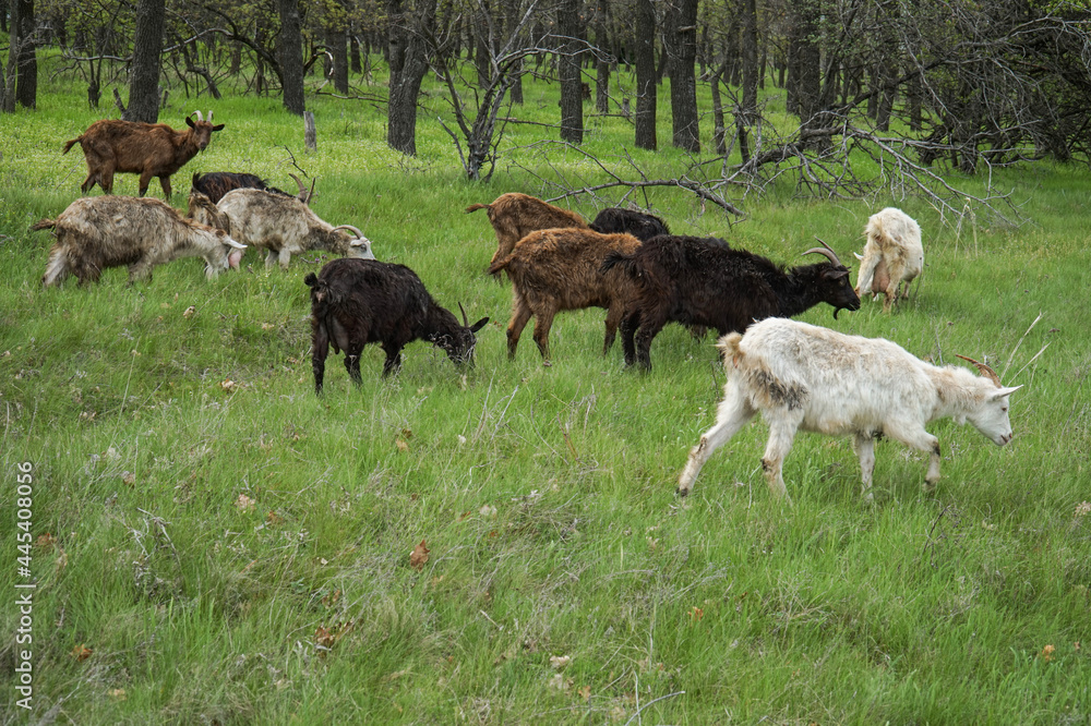 Obraz premium A herd of goats grazes on a green lawn.
