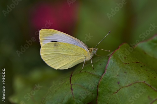 Pieris rapae - cabbage white butterfly on a beetroot leaf as a close up © Luise123