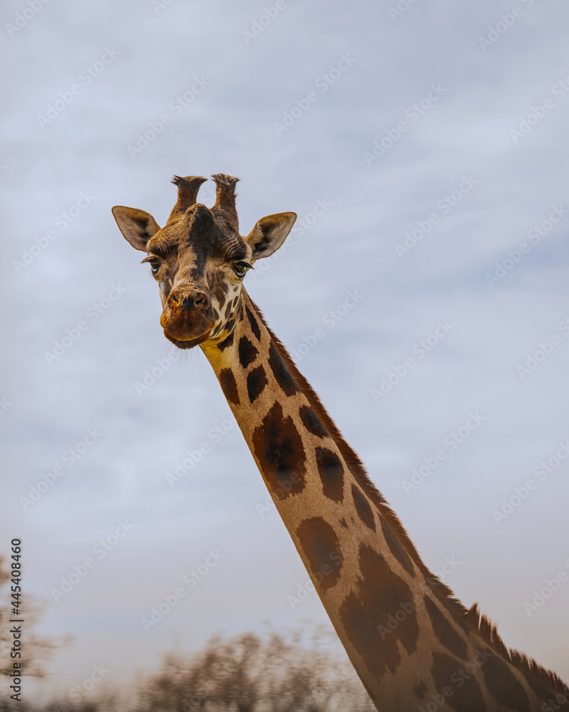 Fototapeta premium giraffe in the wild