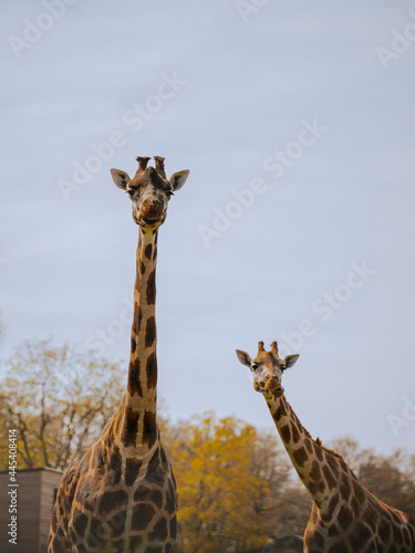 giraffe in zoo