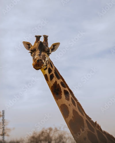 Fototapeta Naklejka Na Ścianę i Meble -  giraffe in the wild