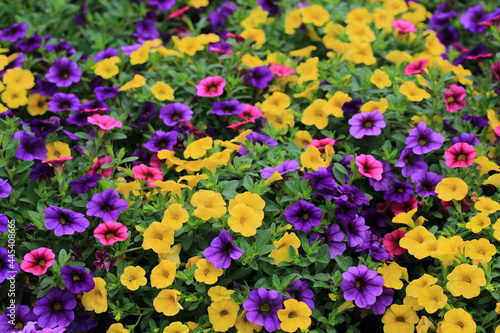 Blooming million bells in sunny July