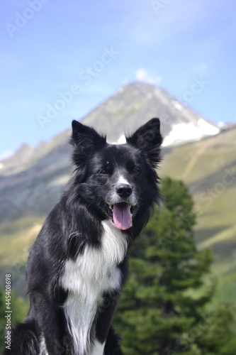 Border Collie