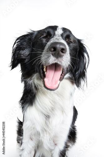 Stressed puppy dog yawning. Isolated on white background