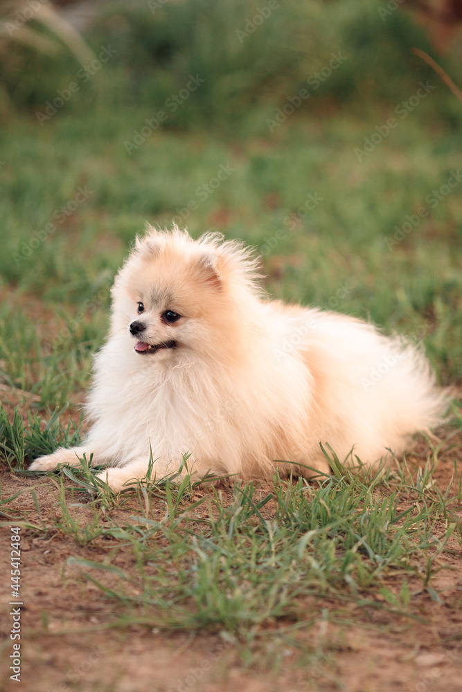 beige dog a dwarf pomeranian puppy sits on the green grass on a sunny day