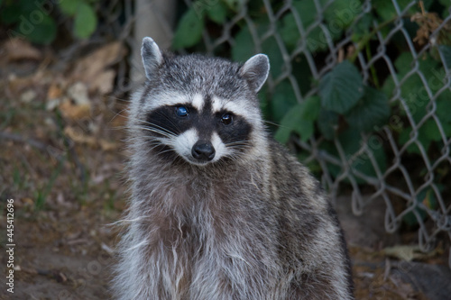 close up of a raccoon © Paul