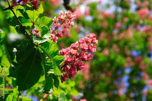 Blossoms of chestnut tree in spring