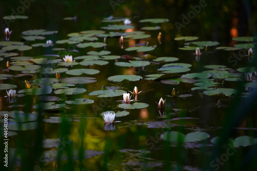 Water lilies floating in pond photo