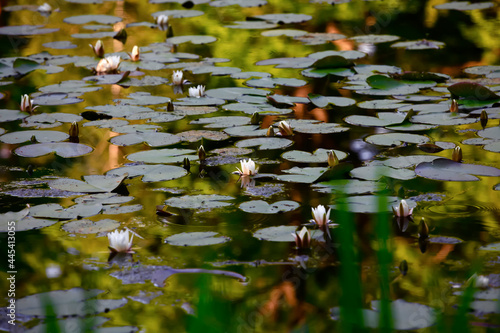 Water lilies floating in pond photo