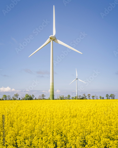 Oilseed rape field with wind turbines in background photo