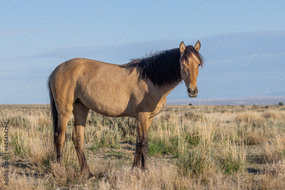 Beautiful Wild Horse in the Utah Desert Beautiful Wild Horse in the Utah Desert
