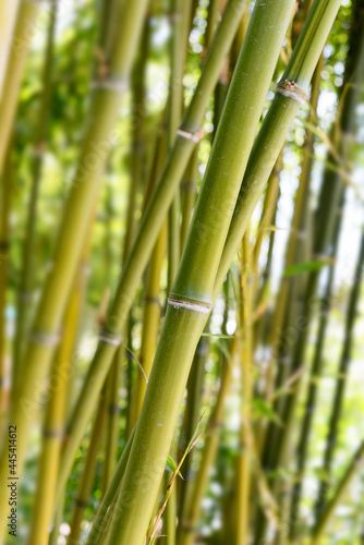 Green bamboo trunks close up