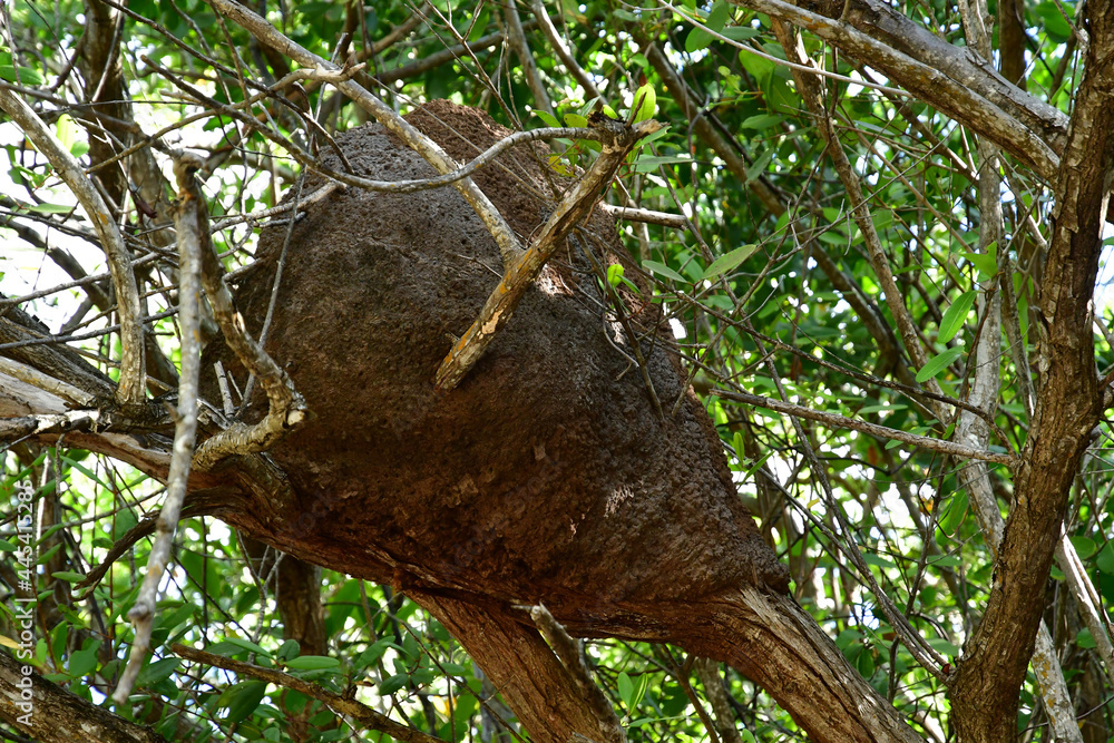 Riviera Maya; United Mexican States - may 20 2018 : termites nest