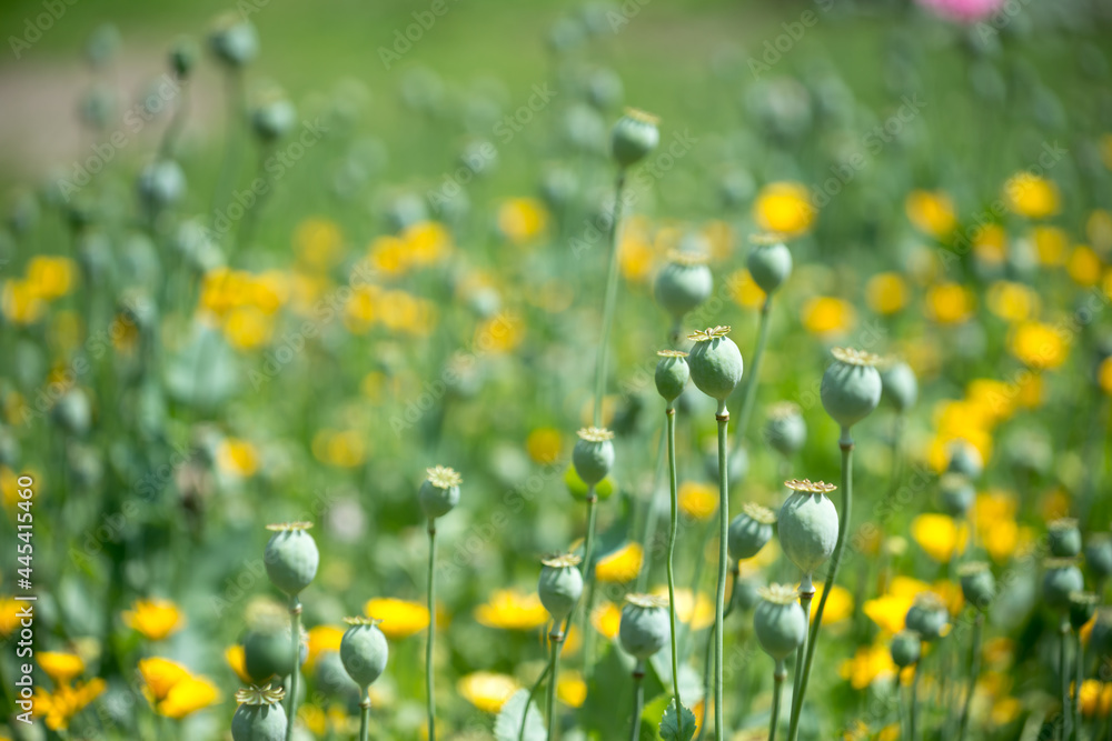 Obraz premium field of poppy seed heads under the sun