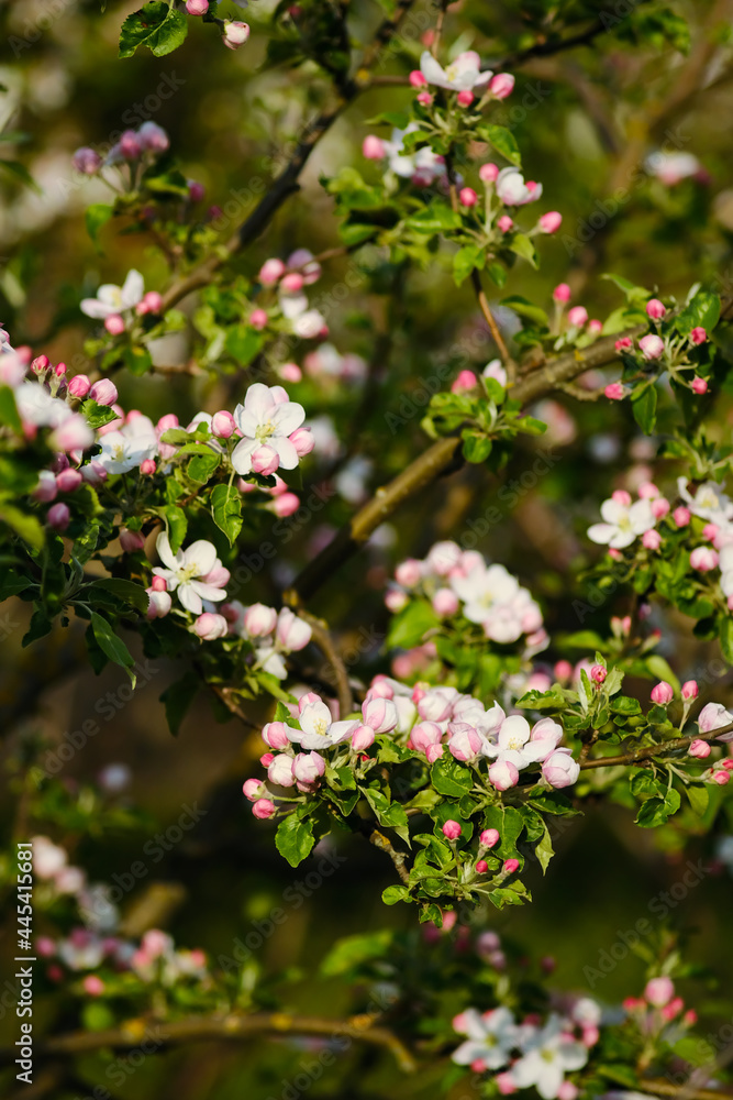Fototapeta premium Apple tree branch. Apple blossom in the garden. Idyllic spring landscape.