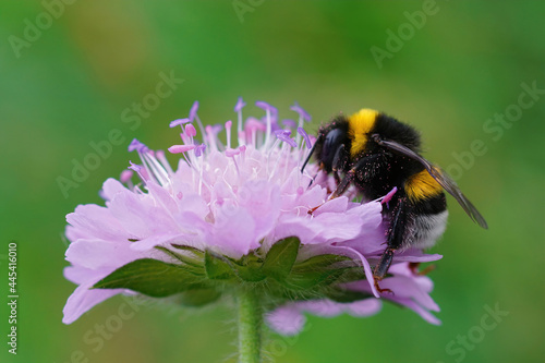 Closeup shot of a buff-tailed bumblebee Bombus Terrestris perched on a field scabious flower photo