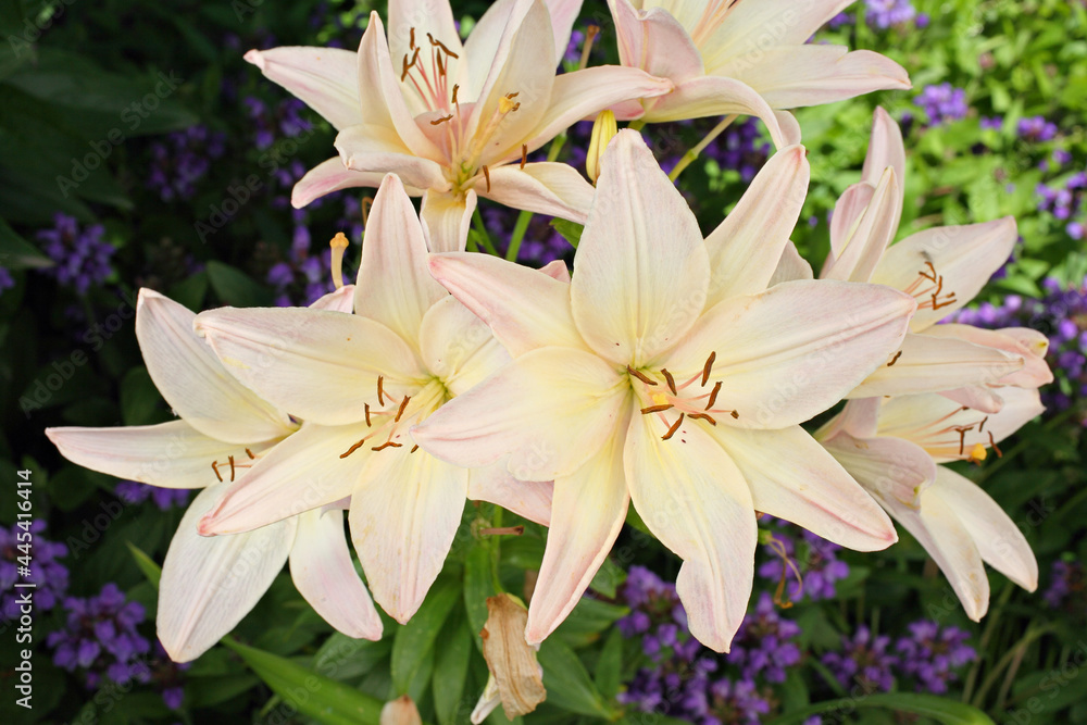 soft pink and white asiatic day lilies growing in garden soft pink and white asiatic day lilies growing in garden