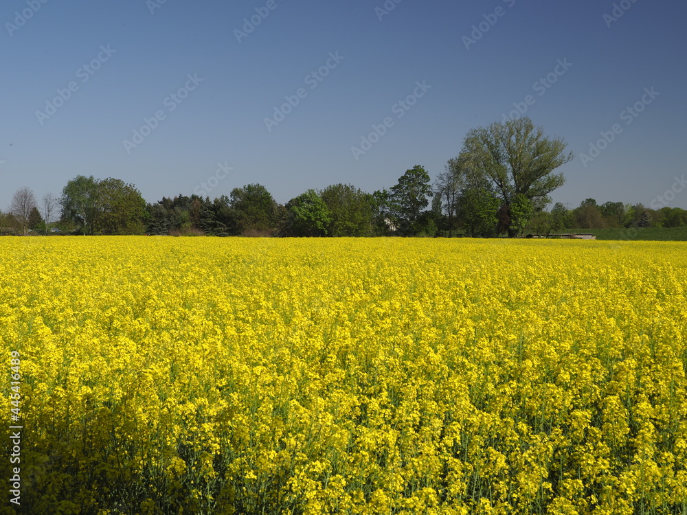 Ein sehr schönes gelbes Rapsfeld