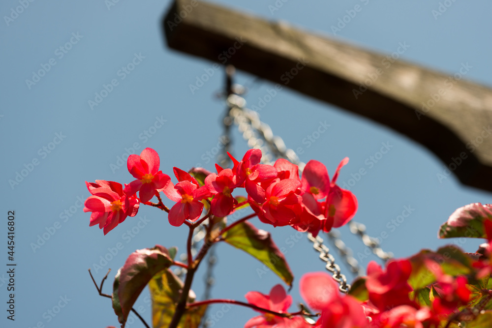 red begonia flower in the sky - hanging basket and post against a grey-blue sky red begonia flower in the sky - hanging basket and post against a grey-blue sky