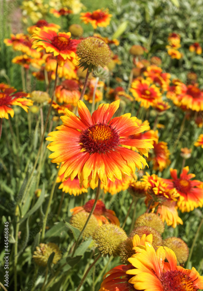 multiple orange and yellow bremen flowers growing in garden multiple orange and yellow bremen flowers growing in garden
