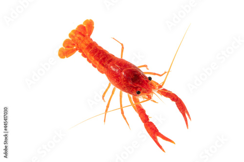 Aquarium Lobster shrimp isolated on white Background