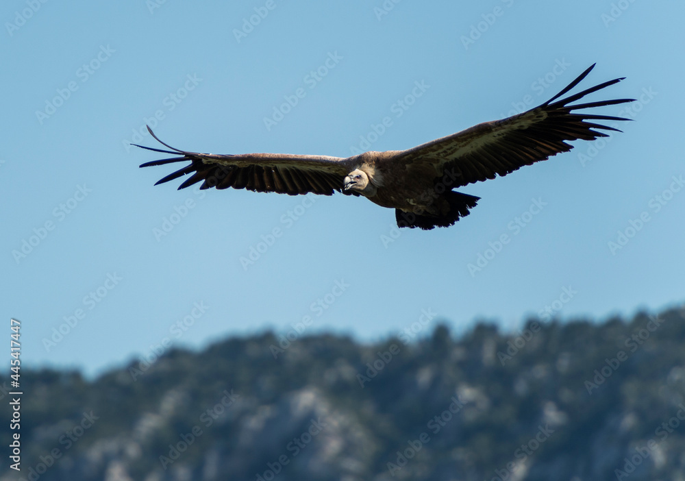 Obraz premium Vulture flying blue sky background
