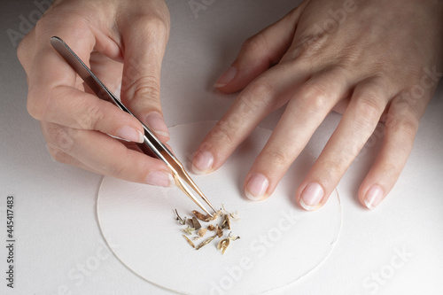 hands of girl in the laboratory who is performing a quality check on plant material with tweezers