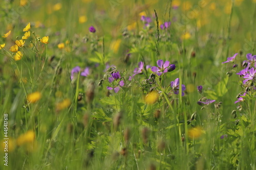 field of wildflowers