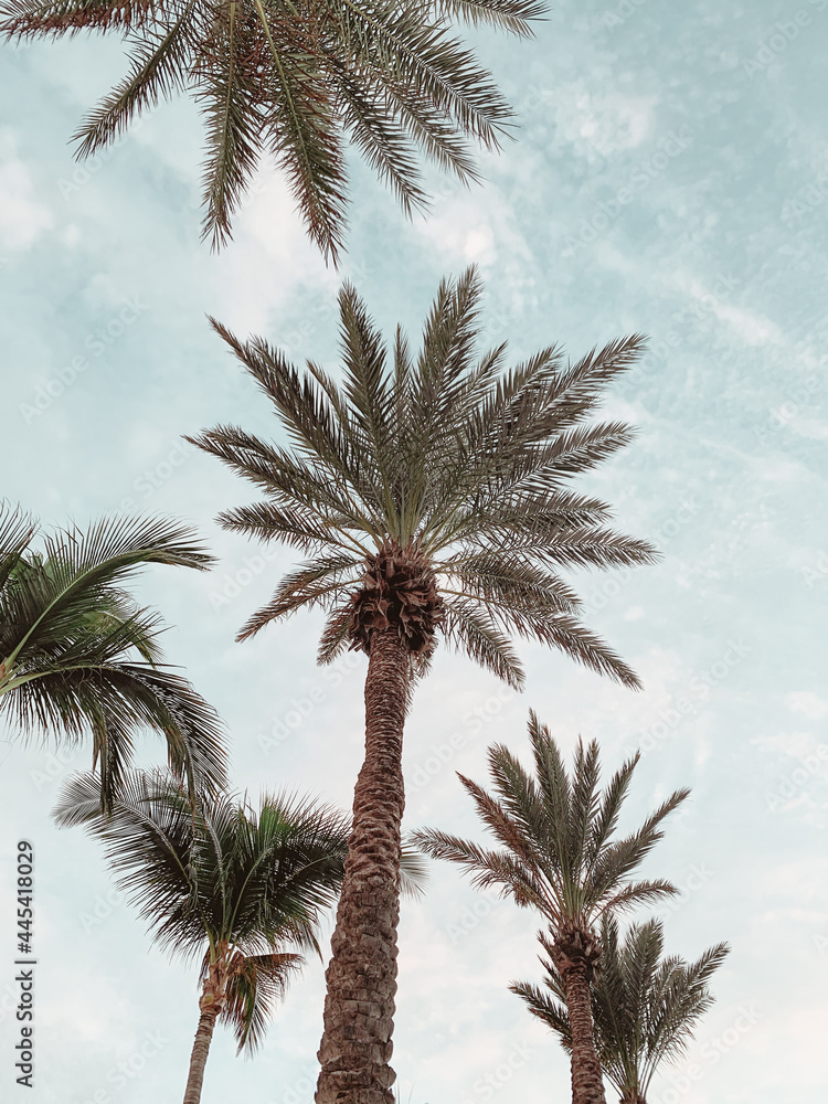 Obraz premium palm trees on the beach