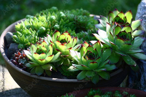 Solar summer morning. On a stone there is pottery in which the sempervivum grows. The sunlight unevenly lights plants.